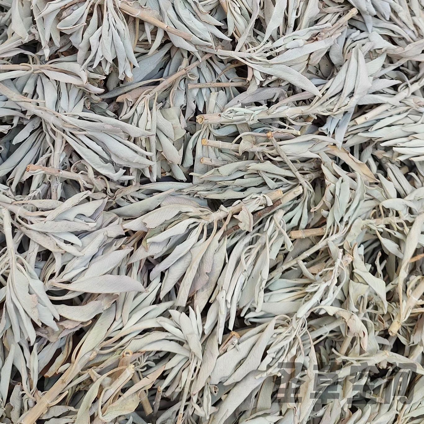 【赠品】鼠尾草叶片10克 随机发送