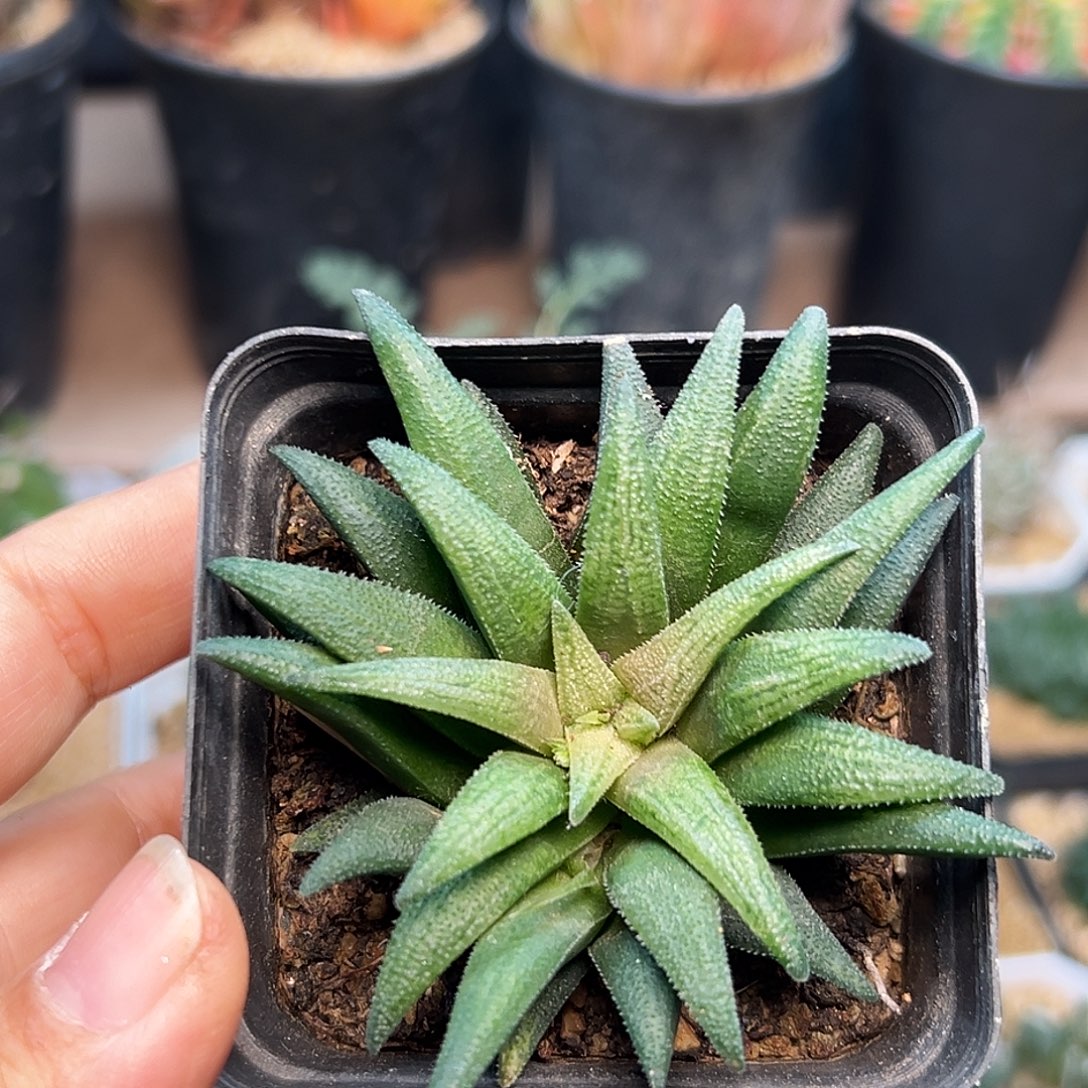 大型群蛟一颗一颗