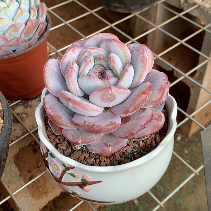 超大胖体石榴籽星影橙梦露两单包邮