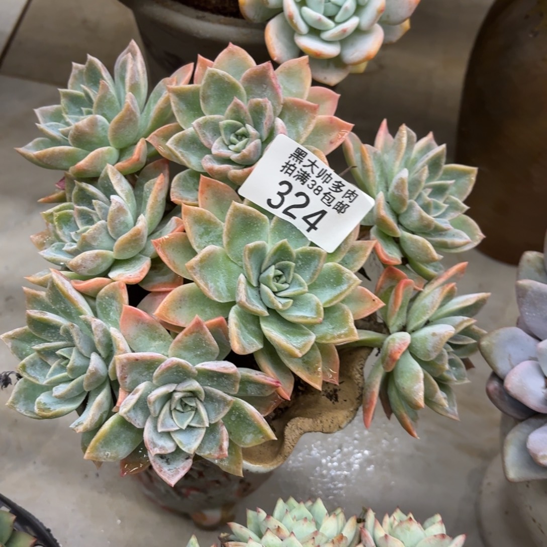 小****黑大帅多肉324哈利