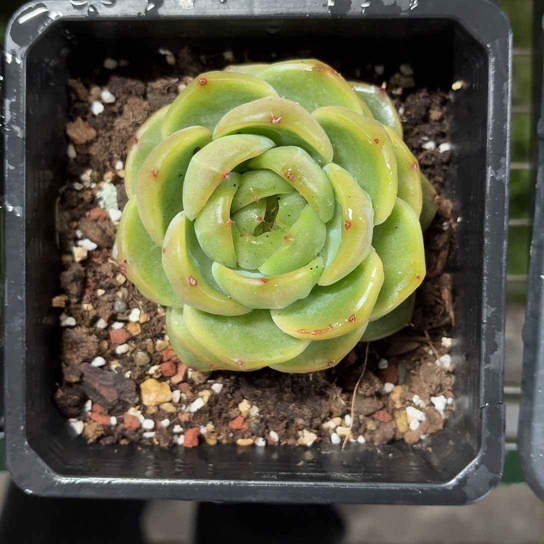 翡翠珍妮12㎝盆参考