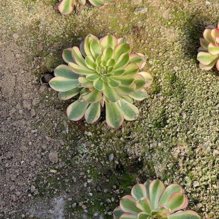 荔枝多肉一圈头量拍