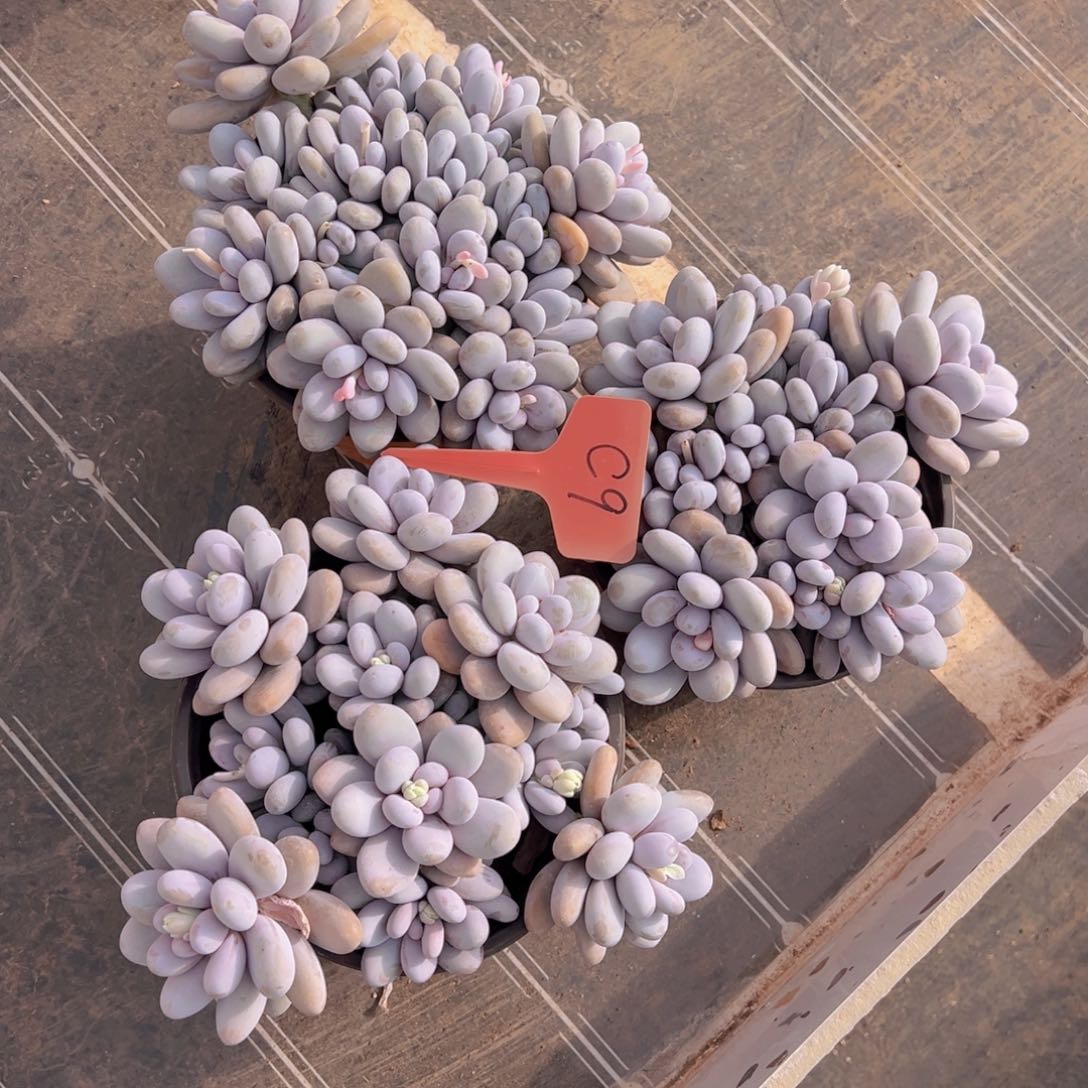 ?***?香玉的故事是一个人的