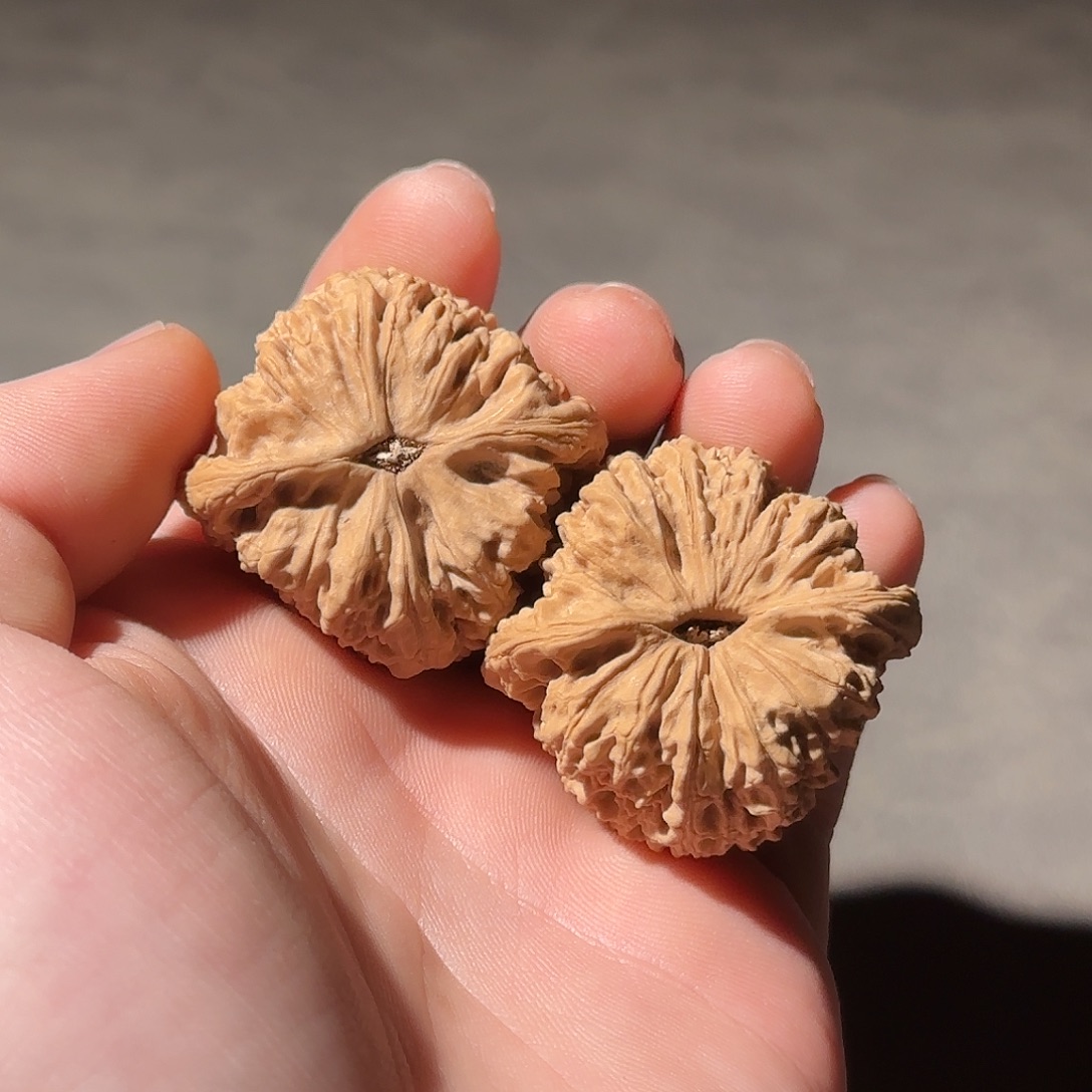 核桃这个40尺山地一代南疆