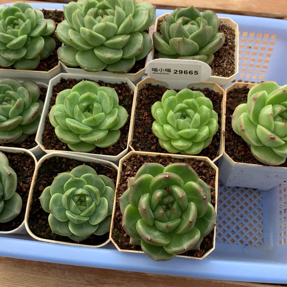 朝***༼多肉植物麦秆珍妮