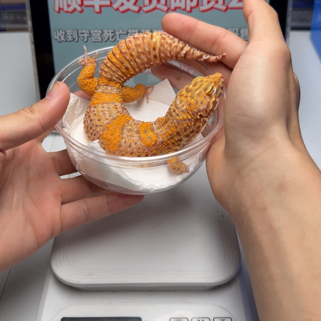 豹纹守宫贝尔巨大弟弟