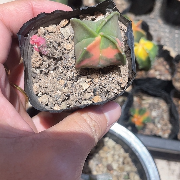 实生鸾凤玉锦仙人球一颗