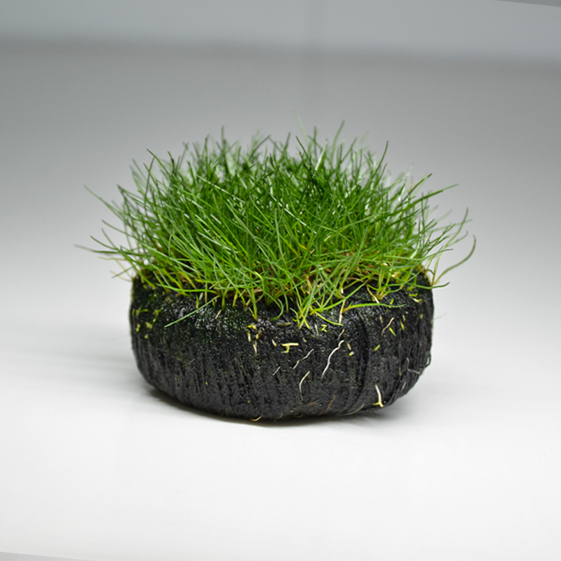 【前景水草坨牛毛】 新手懒人水草坨草鱼缸造景无需种植鱼缸水草 