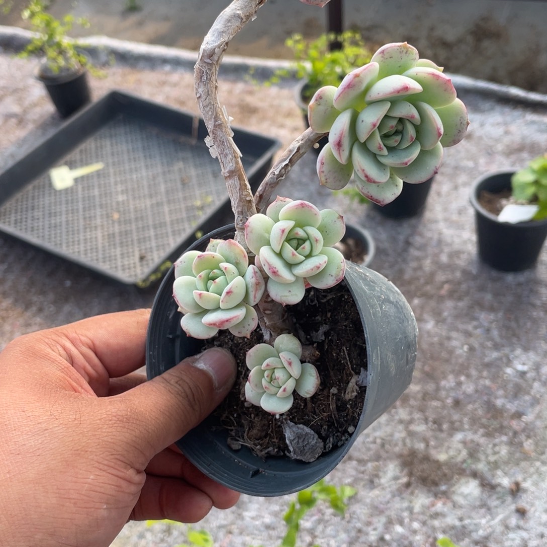 心***丶3033  香草  六月六