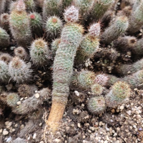 三颗一起发，士童，实生播种带大