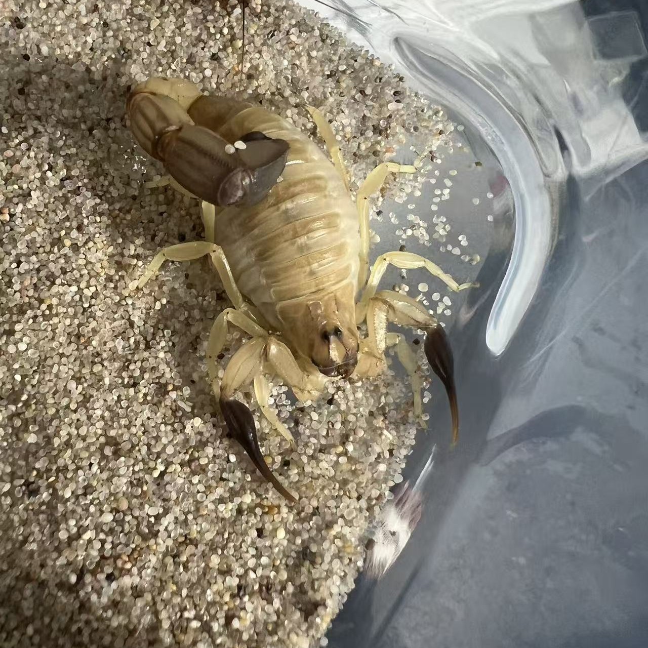 赫克托黄肥尾蝎（aah纯血黑手党）宠物蝎沙漠蝎