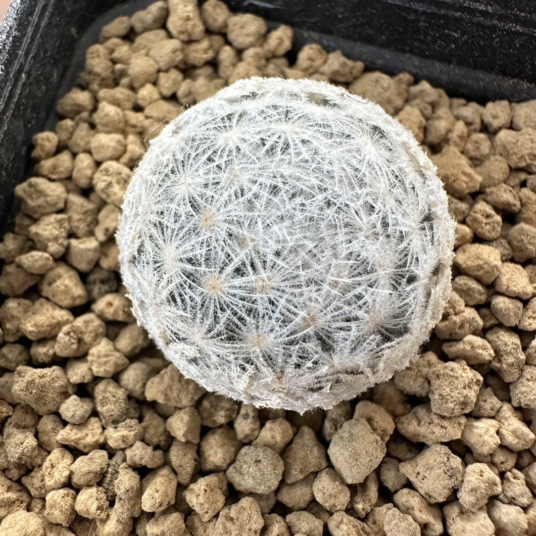 羽姬玉实生2.5厘米