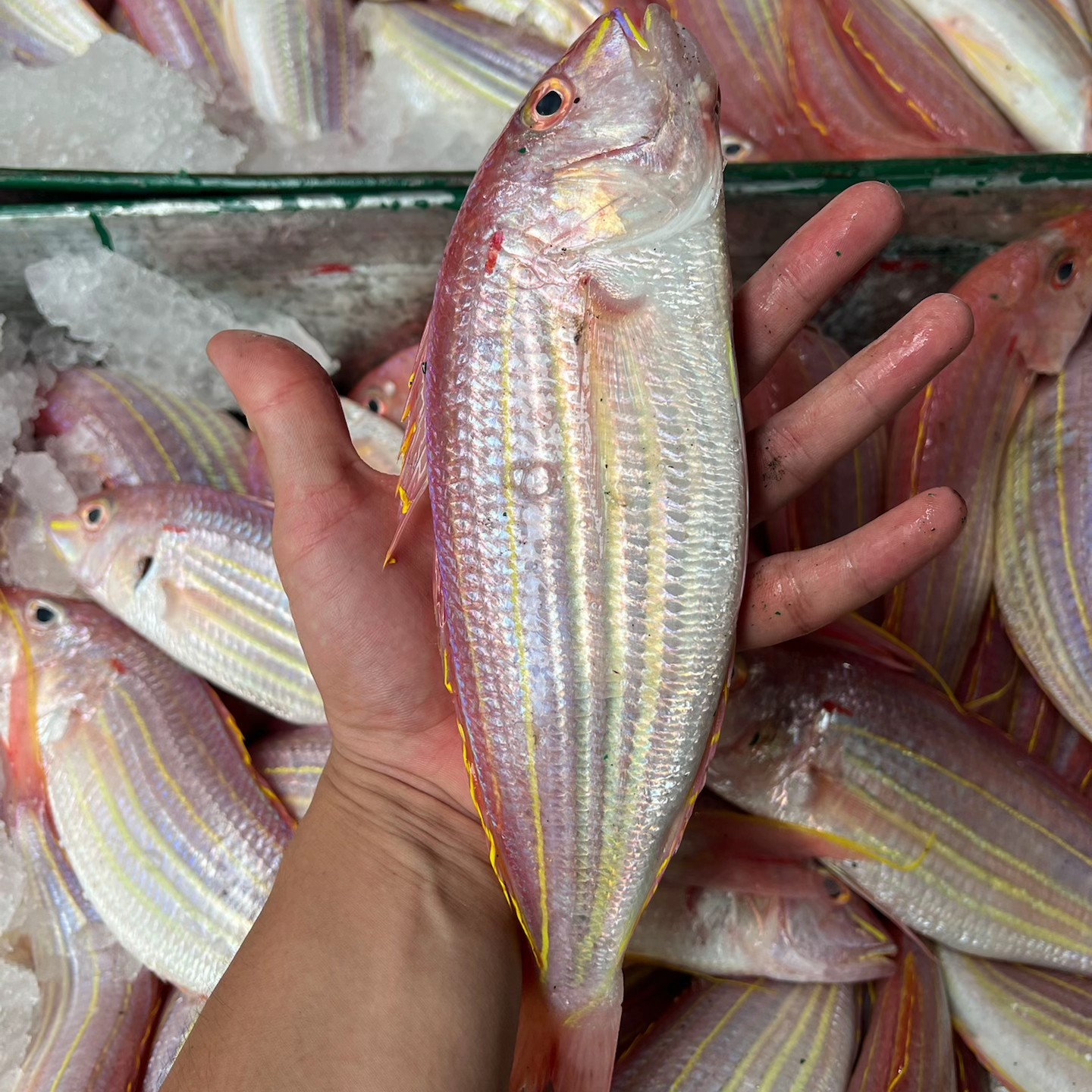 金线刀里金丝鱼帮杀去鱼鳞，阳江海陵岛发货