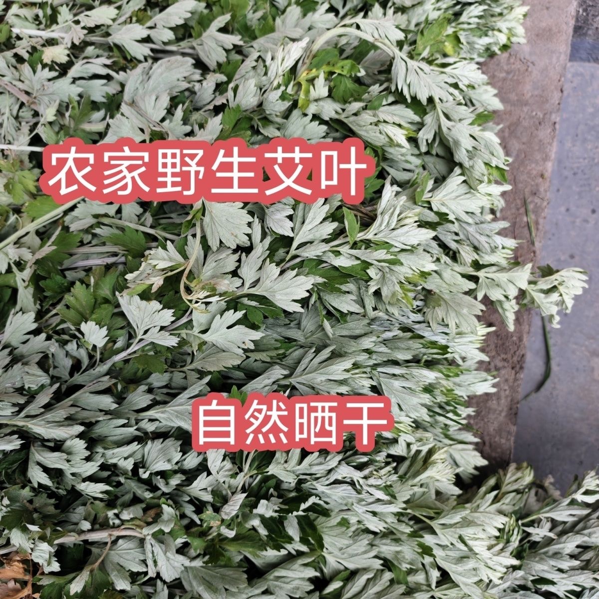 农村野生艾草祛湿驱寒