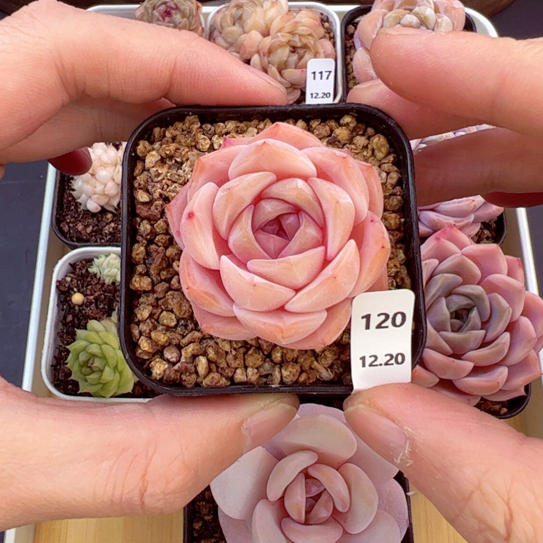 好好看120、哈哈哈哈