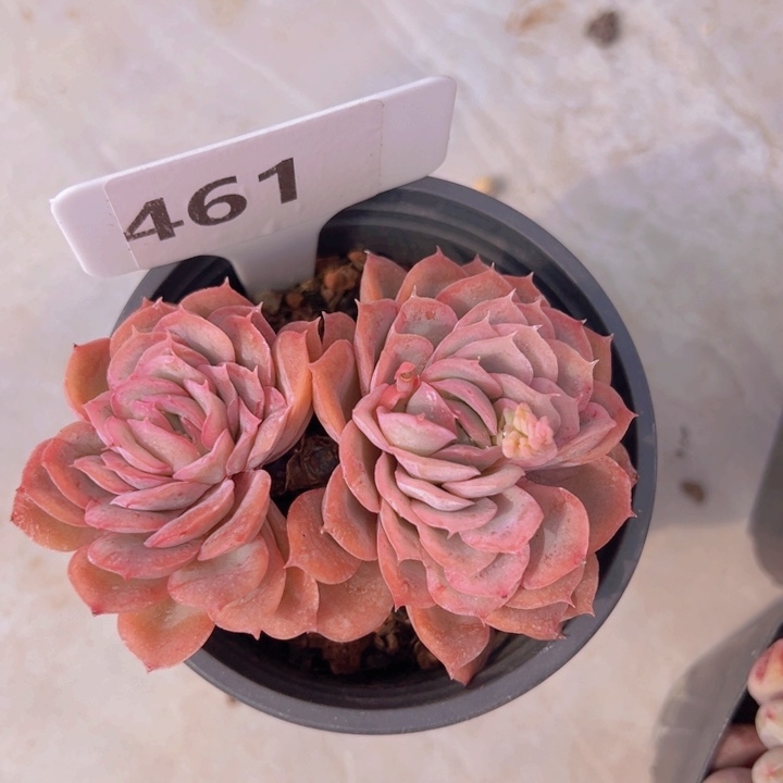 健健康康平平安安