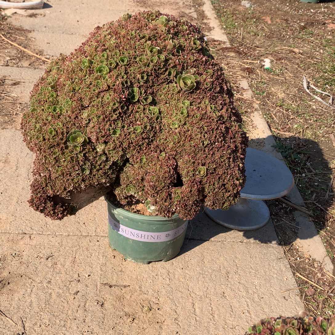 绿***夭玫瑰朵朵一颗微瑕