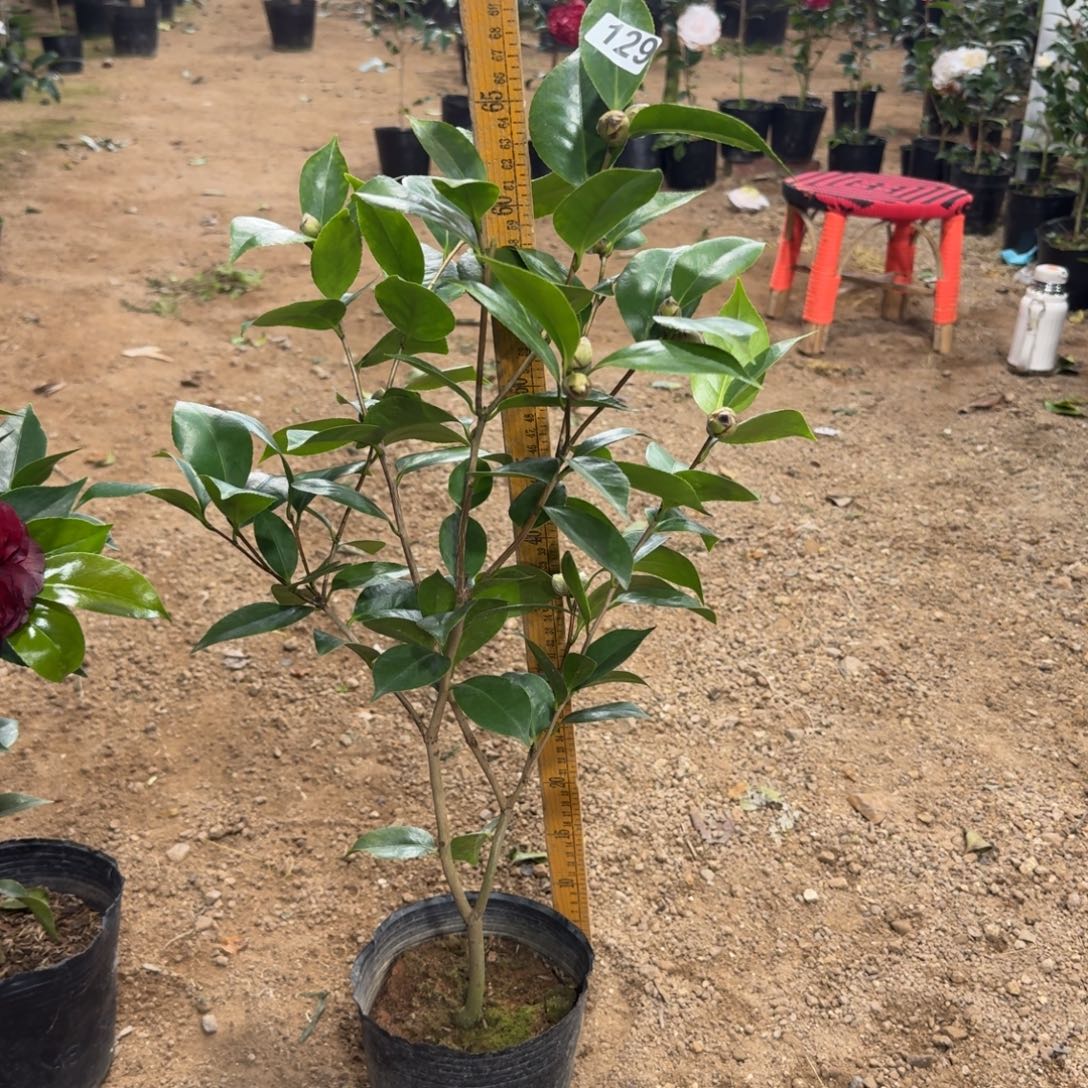 少量花朵（建议范围：2朵-5朵 或40%以下）129墨川