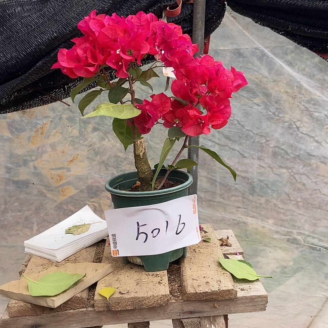 芹***姐完全开放你的巴特夫人6666