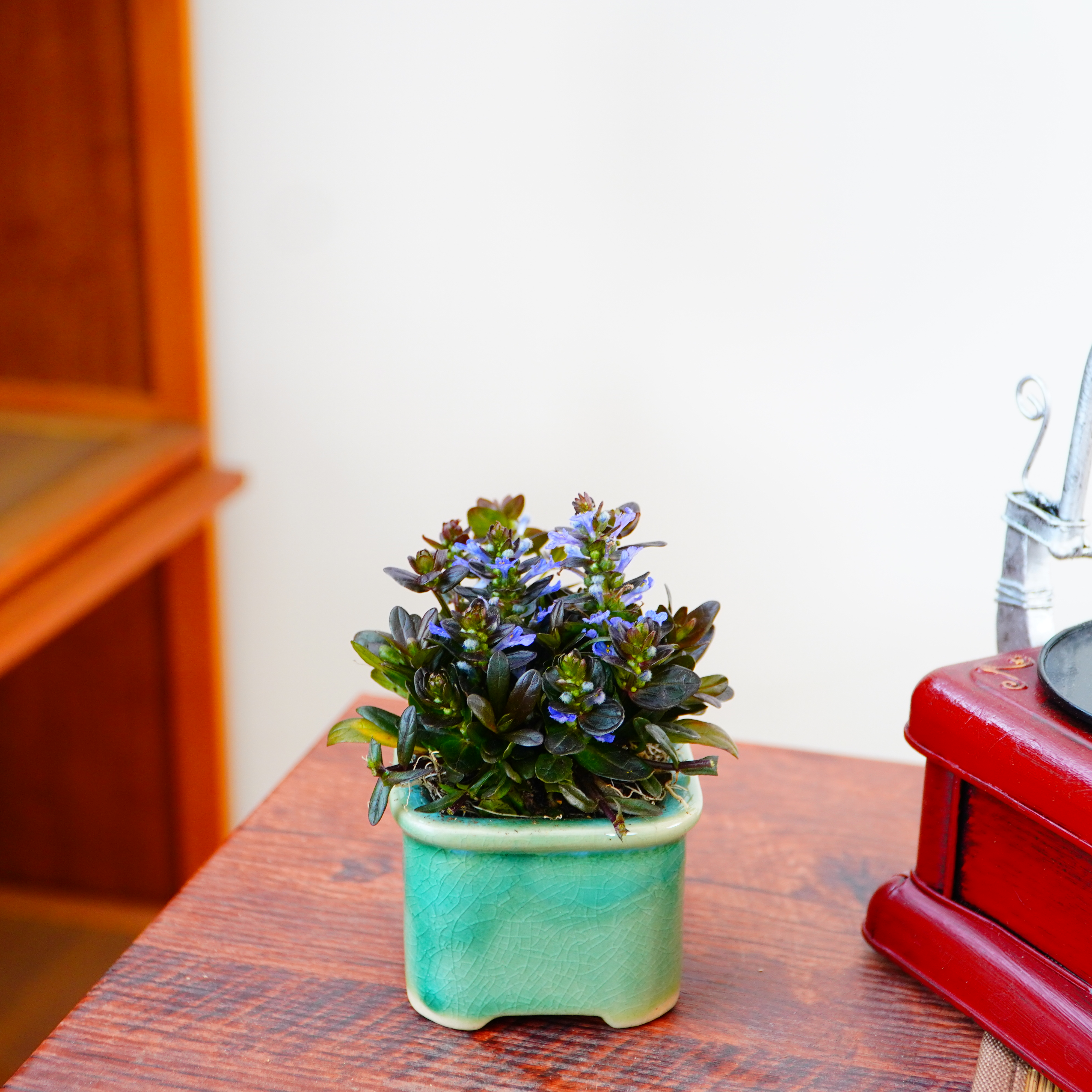 姬十二单花卉耐寒耐旱耐阴室内办公室桌面绿植