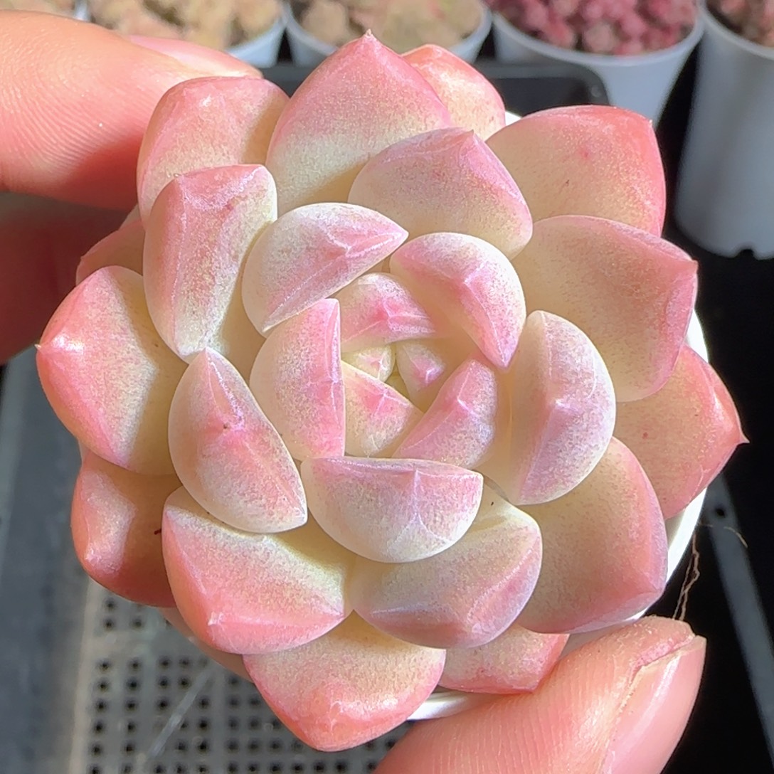 多肉1225-185白桃汽水