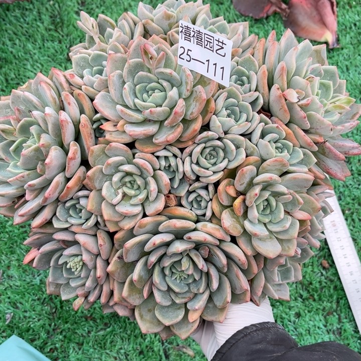 25-111千山雪多肉植物大群