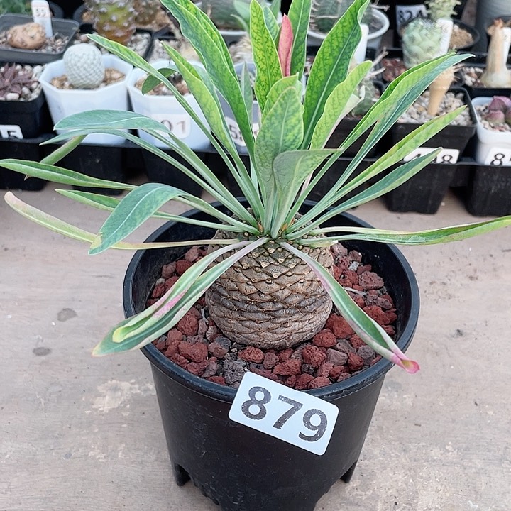879大铁甲丸菠萝球