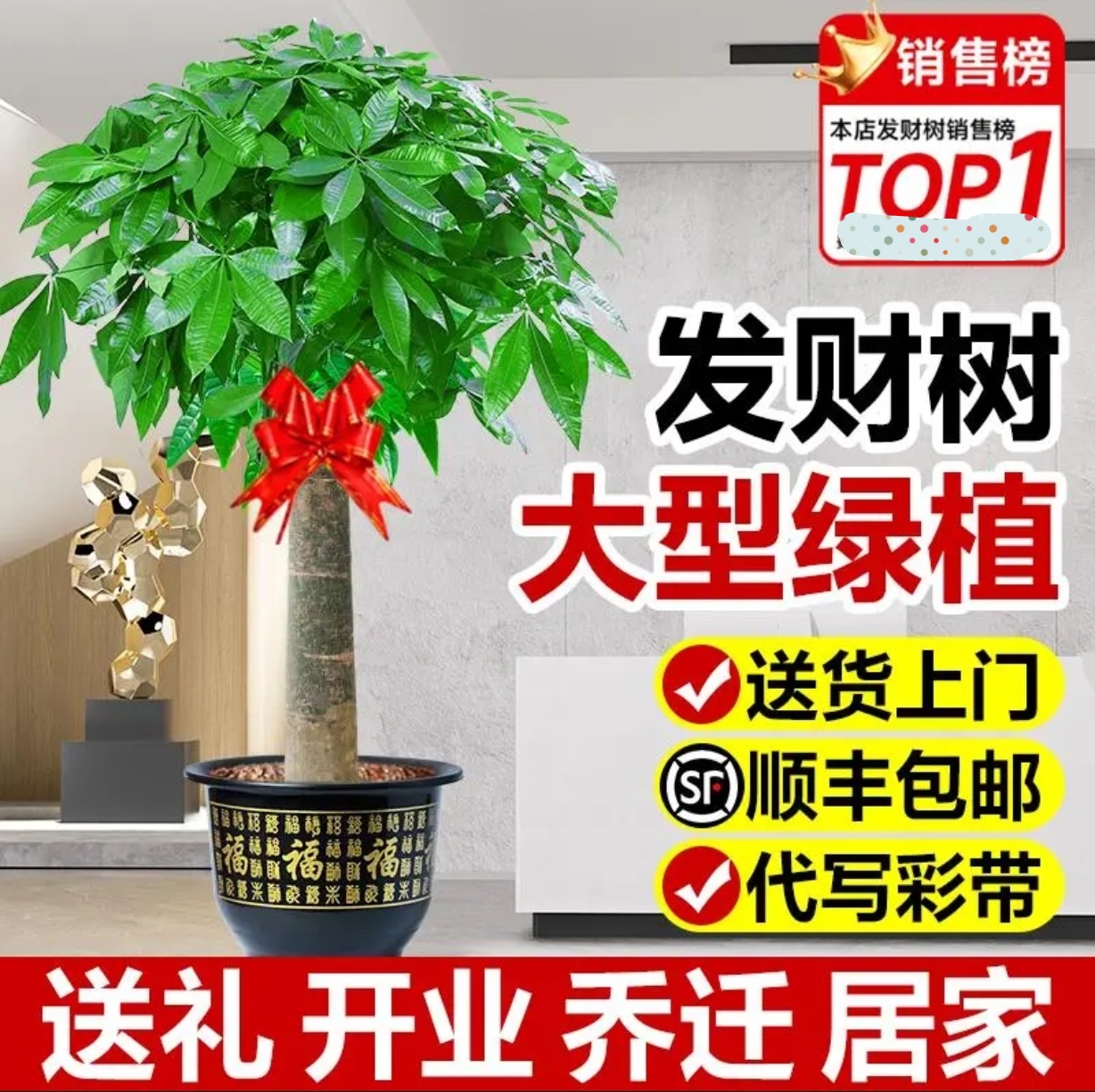 精品中大单杆发财树，本店热销产品！顺丰包邮到家！送肥料底碟绑花！