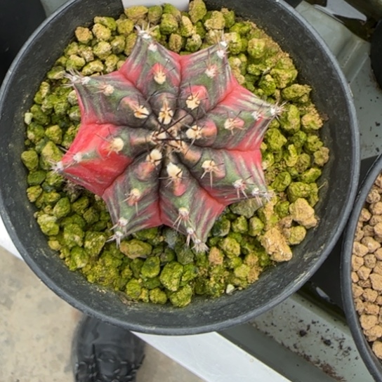 132-0223西皮呀b脱土发多肉