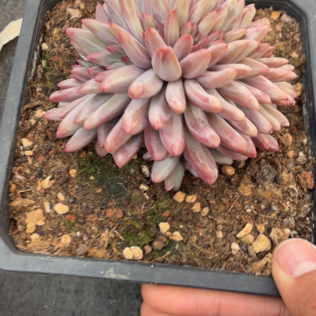 原***呀一物一拍羽毛纹虞美人缀16