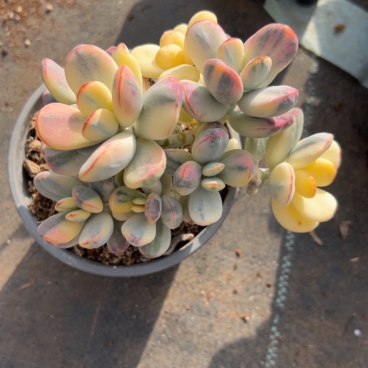 无花朵609号福娘锦无砍