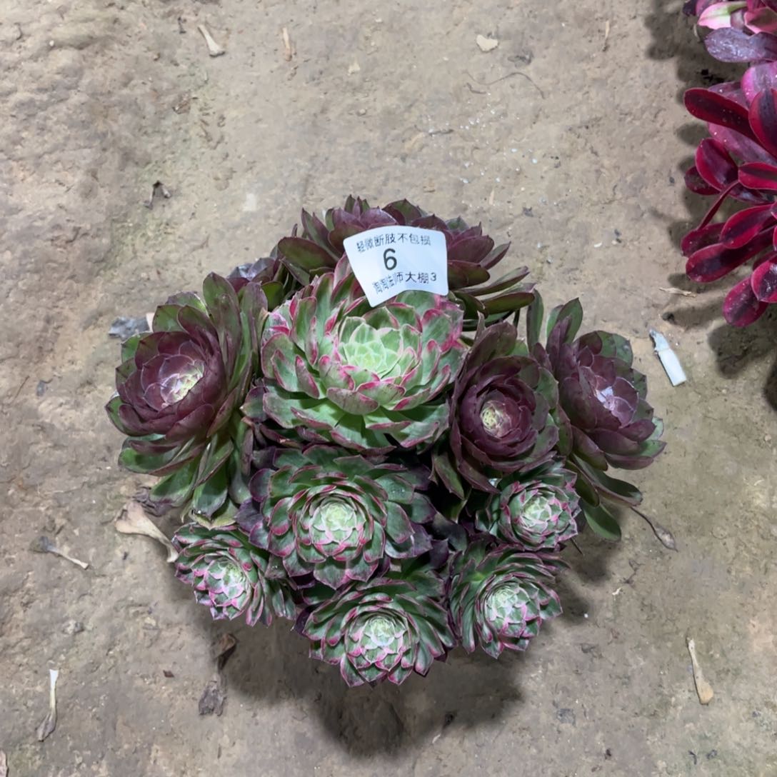 6芙蓉多肉植物法师