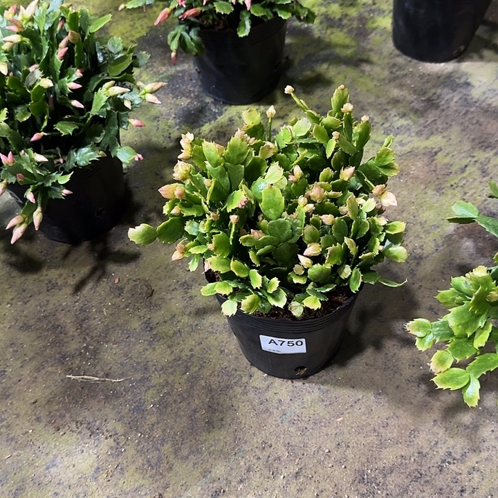 红***姐大部分开放少量花苞750嫁接028