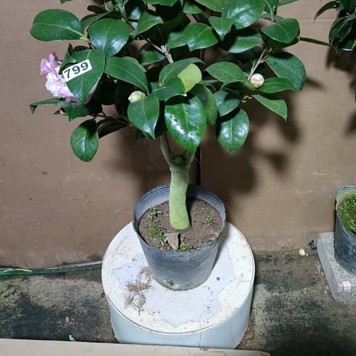 799宽彩带，原盆原土发货，不包邮