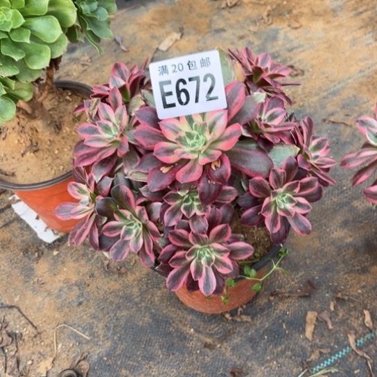 672浣纱法师不包断枝