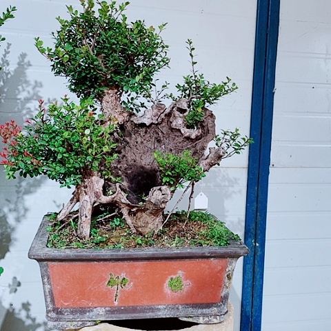 当前无花栽培后可以开花T**S