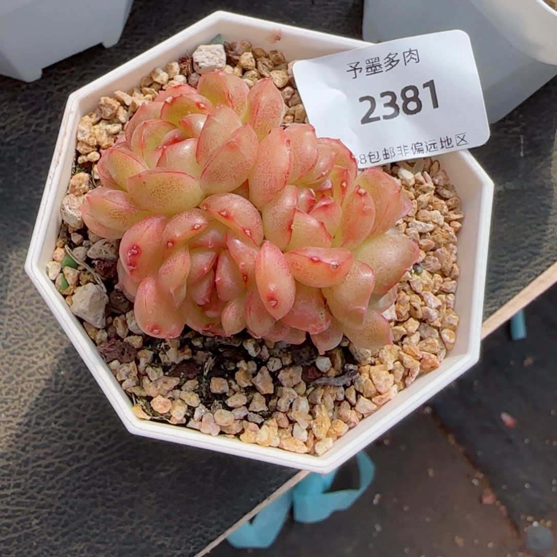 繁花群，2381多肉植物