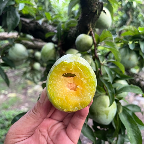 湖南永州老树奈李脆甜爽口应季水果现摘现发