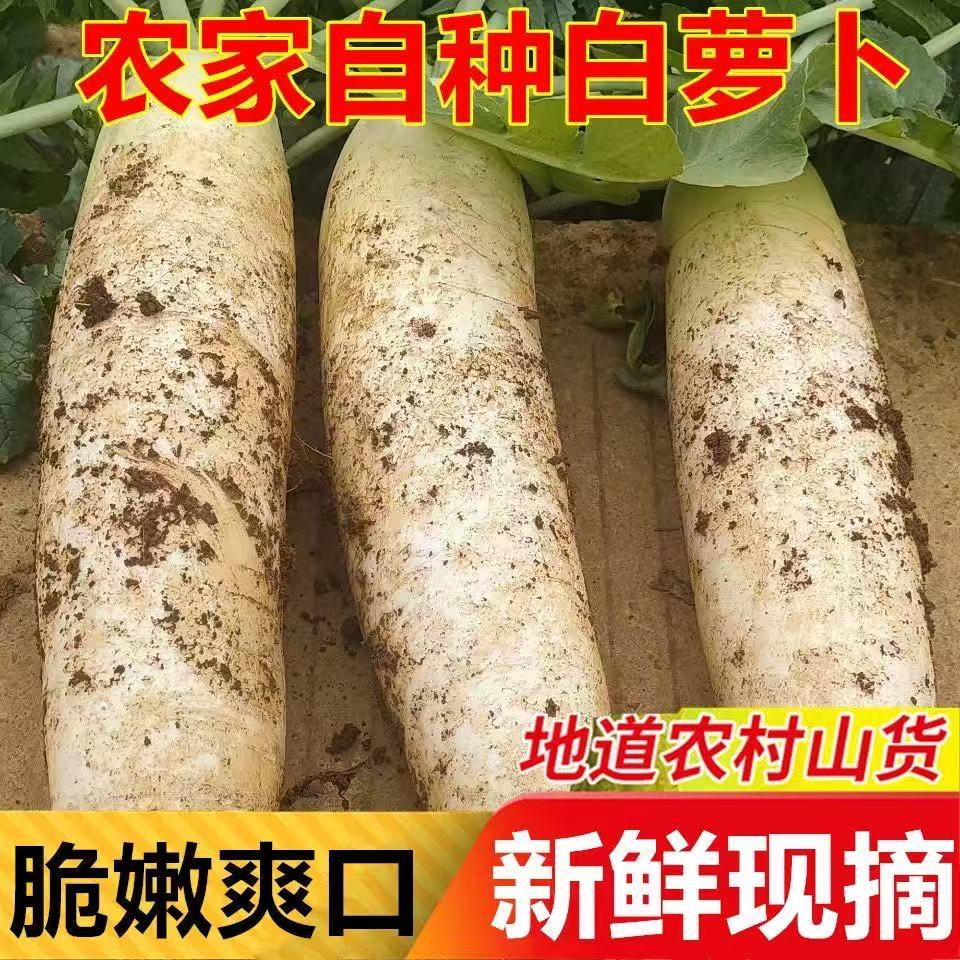 【顺丰包邮】粤北高山地区农家种植白萝卜新鲜蔬菜现挖现发