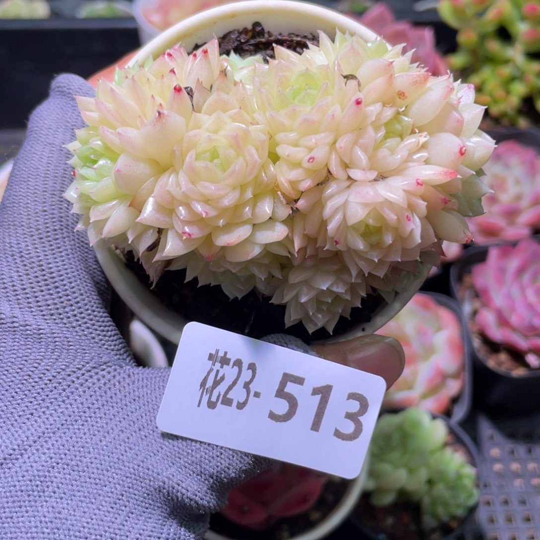 花利美23-513麦秆群