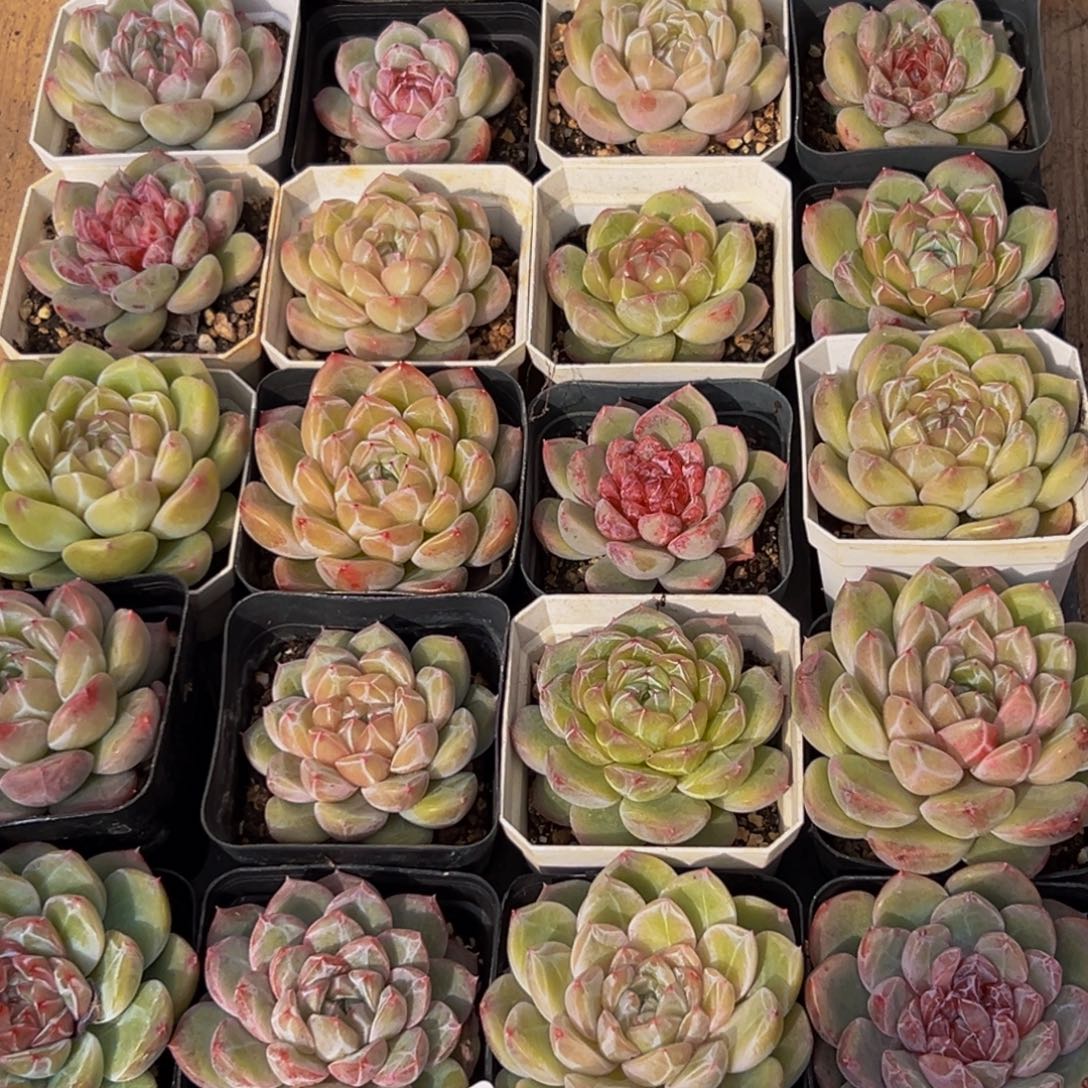 林***阳150多肉葡萄的味道真的是很