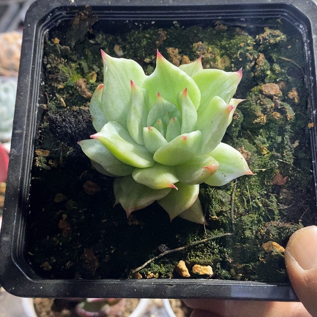 A808精美多肉不知名东云锦