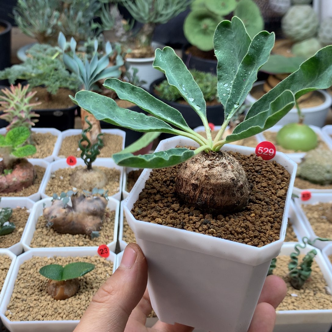 产地土拨鼠大戟带盆