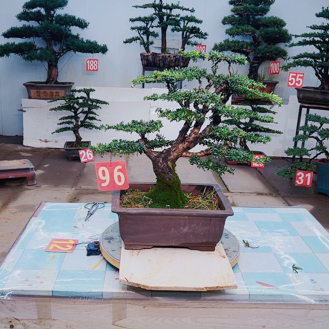 无花朵罗汉松1111111