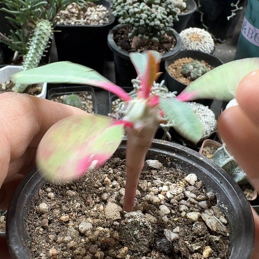 835喷火龙带盆发货