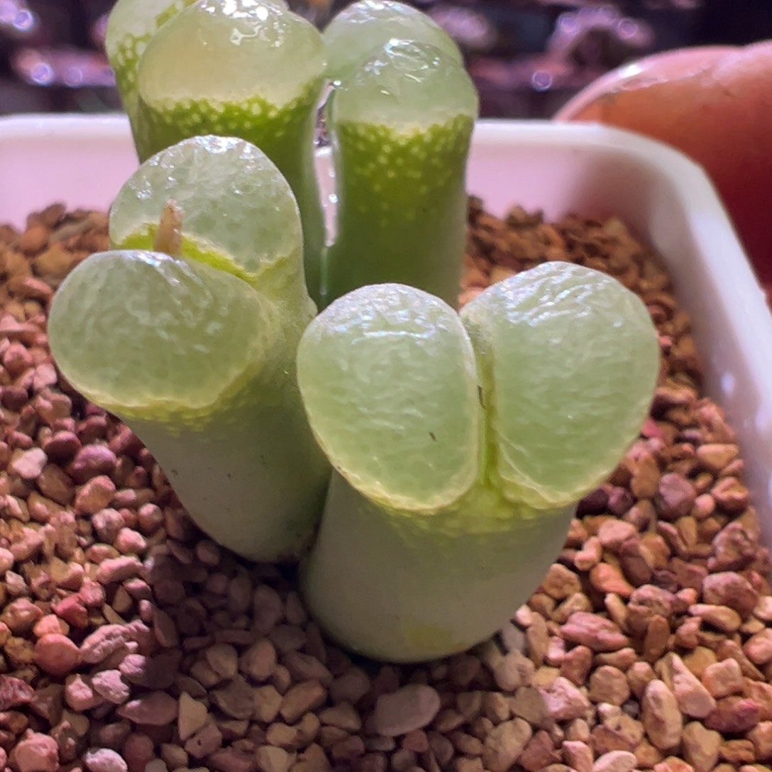 1182，风铃混，肉锥植物