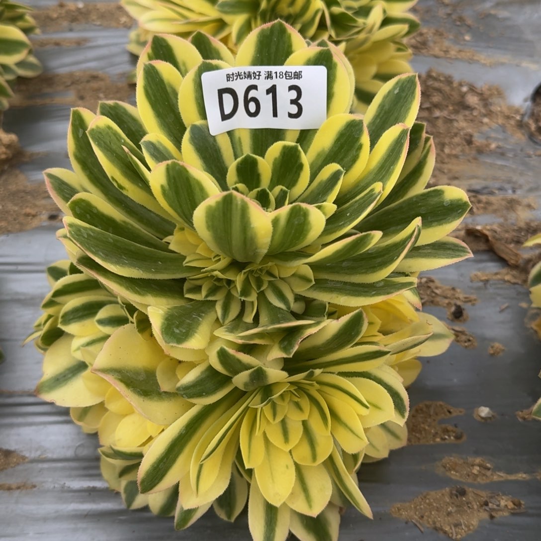613辛尼亚多肉植物