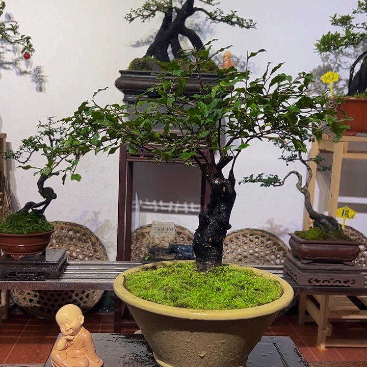 完全开放金弹子盆景