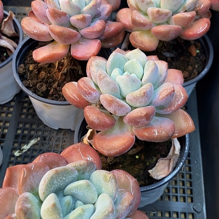 大单头老桩白鹭福利多多