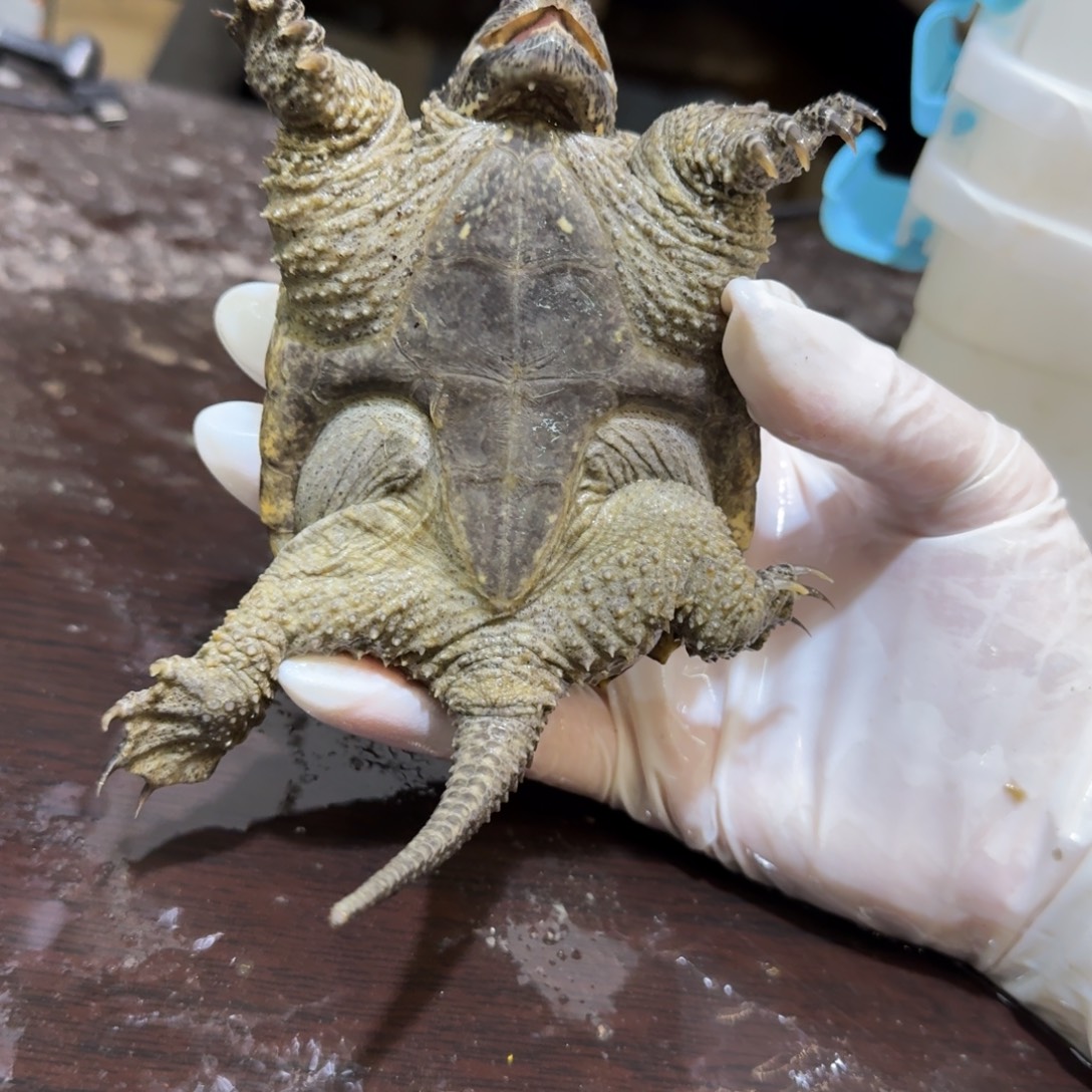㤅***儞公母搭配小鳄龟编号8，福利价